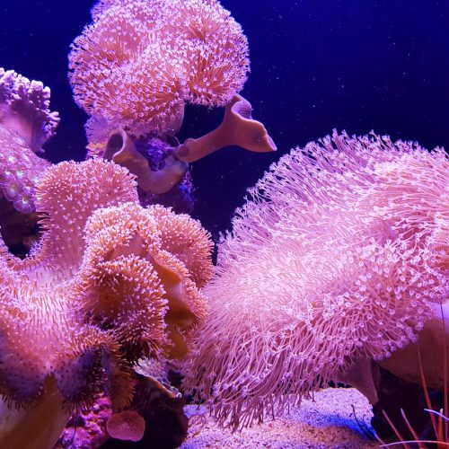 Combo 070 - Corals Feminine Properties