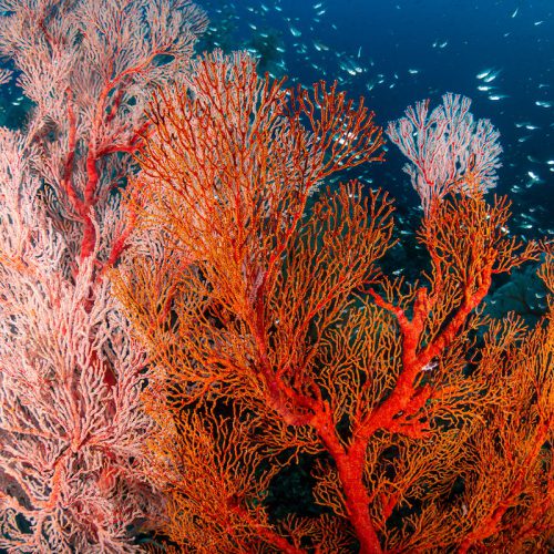Combo 071 - Coral Combo