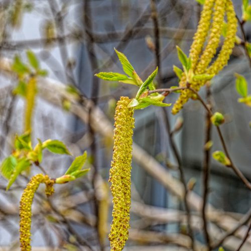 Birch (Female) (Betula papyrifera) - Interpersonal Relationship
