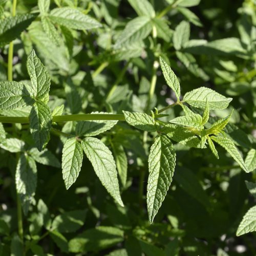 Balm of Gilead (Cedronella canariensis) - Develops Caring Nature