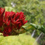 Speerblume, Flammenlilie (Doryanthes palmeri)