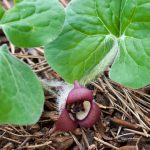 Canadian wild ginger (Asarum canadense) flower in early spring in central Virginia.