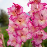 Gladiolus in garden,close up