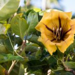 Flower and leaves of Solandra maxima, cup of gold vine, golden chalice vine. Gran Canaria, Spain