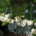 Ilex, Stechpalme, Stech-Hülsen (Ilex aquifolium)