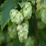 common hop