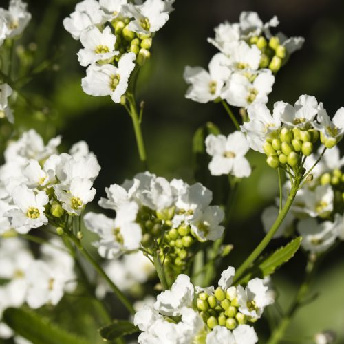 Horseradish (Armoracia rusticana) - New Reality