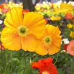 Papaver nudicaule