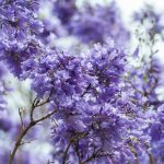 Blooming Blue Jacaranda Tree in Sydney Royal Botanic Gardens