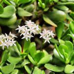 Jade plant, Crassula ovata flowers in the garden
