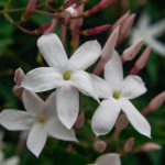Jasmine flower (Jasminum officinale), blooming with green leaves background