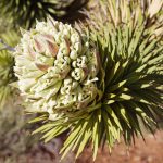 Joshua Tree Flower