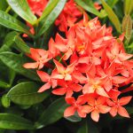 Beautiful red orange Ixora coccinea flower with natural green leaves background.