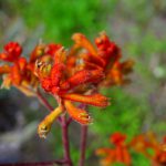 View of a Kings Park Federation Flame red Kangaroo Paw flower (Anigozanthos rufus) in Australia