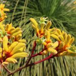 Australian yellow kangaroo paw flower (Anigozanthos pulcherrimus) in front of a grasstree