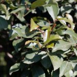 Fresh leaves of a Khat or qat bush, Catha edulis.