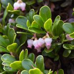 Bearberry Leaves and flowers , Arctostaphylos uva ursi. Plant with medicinal properties