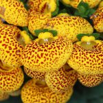 Calceolaria - group of Yellow spotted flowers