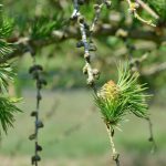 Larch Trees