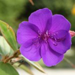 fleur de tibouchine