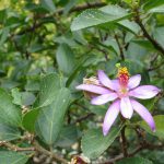 Lavendel-Sternblüte (Grewia occidentalis)