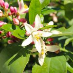 Lemon tree blossom pink and white
