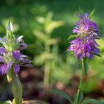 Lemon Beebalm, also known as Horsemint
