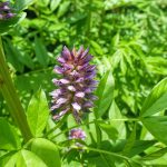 die Heilpflanze Süßholz - the herbal plant Liquorice or Glycyrrhiza glabra