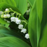 Lily of the valley, which bloom in the garden