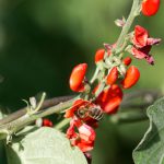 Flowers of a Lima bean (Phaseolus lunatus)