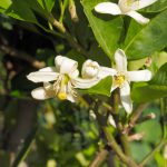 White flower of Giant lemon or Citrus aurantifolia on tree with green leaf background.