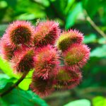 Close up of red and green lychees (Litchi chinensis) fruits on a tree shining in the sun. Blurred green leaves background - Zanzibar