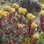 Yellow flowers blooming from Dudleya Farinosa "bluff lettuce" succulent.