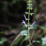 Tobacco Lobelia inflata or Asthma weed pukeweed gagroot medicinal herb