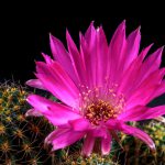 Blooming Lobivia