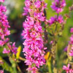 Lythrum salicaria - purple loosestrife, spiked loosestrife, purple lythrum