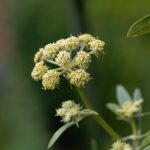 Lovage flowers, Levisticum officinale.