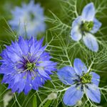 Nigella damascena early summer flowering plant with different shades of blue flowers on small green shrub, ornamental garden