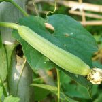 Luffa aegyptiaca plant in nature garden