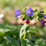 Pulmonaria officinalis in bloom, early springtime