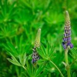 Lupine, Arroyo (Lupinus Succulentus) Wild flowers on green background. Wild nature concept