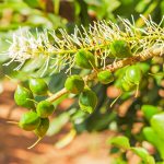 Green macadamia