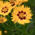 Common Madia, tarweed, close-up