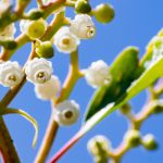 Detail of the flowers of the Madrone tree (Arbutus), San Francisco bay area, California