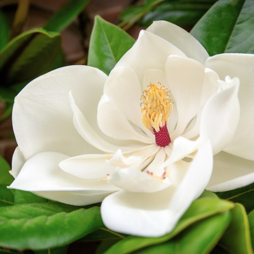 Magnolia (M. grandiflora) - Enlightenment