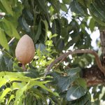 The brown mahogany with leaves on the mahogany tree.
