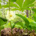 Flower of mayapple (Podophyllum peltatum) growing on forest floor in central Virginia. Blooms in early spring and produces an edible fruit.