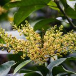 Close up of yellow flower of Mangifera indica also known as Mango with vegetation background.