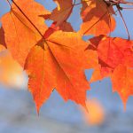 autumn maple leafs