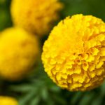 Yellow Marigold flower (Tagetes erecta, Mexican marigold, Aztec marigold, African marigold) Tagetes erecta flower in garden